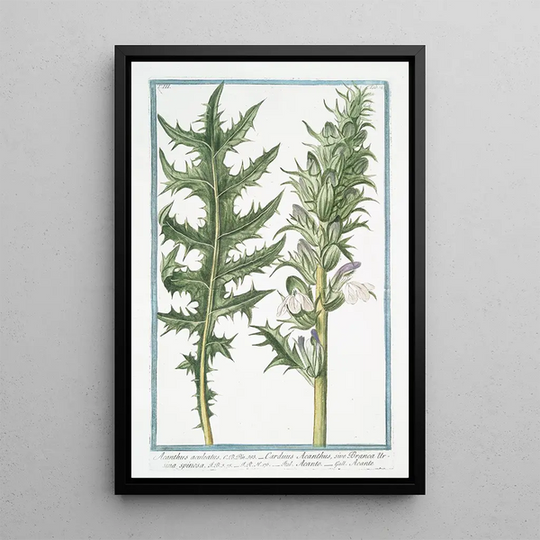 Giorgio Bonelli - Acanthus aculeatus Carduus Acanthus sive Branca Ursina spinosa Acanto Acante Butchers broom.webp