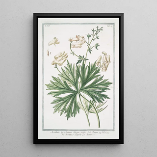 Giorgio Bonelli - Aconitum Lycotonum luteum majus Aconito o Napello Aconit Yellow wolfsbane Yellow wolfbane.webp