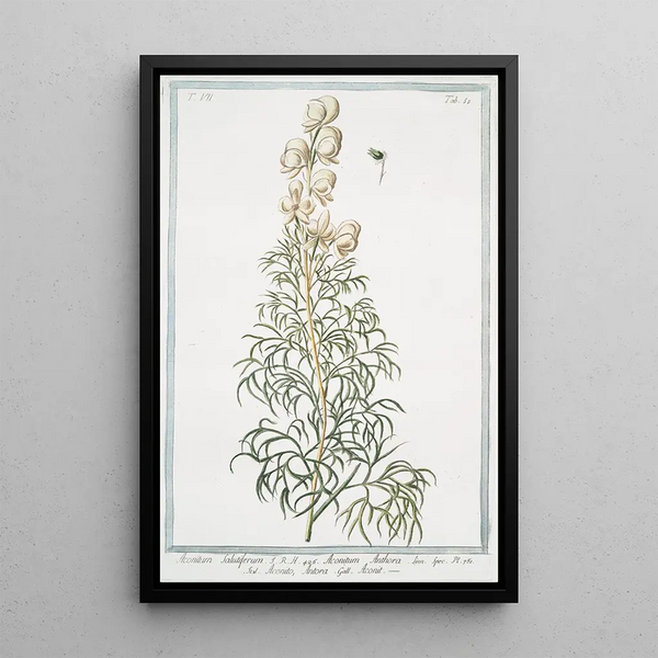Giorgio Bonelli - Aconitum salutiferum Aconitum Anthora Aconito Anthora Aconit Yellow monkshood Pyrenees monkshood.webp
