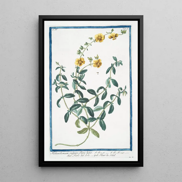 Giorgio Bonelli - Helianthemum vulgare flore luteo Fiore del Sole Fleur du Soleil Rockrose.webp