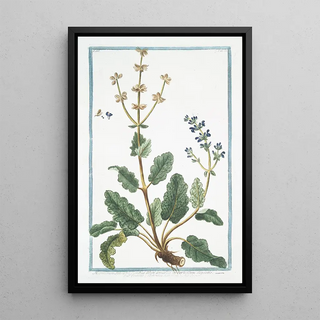 Giorgio Bonelli - Horminum Sylvestre floribus dilute azzureis in verticillum dispositis Ormino e Betonica Salvaiiea Ormin Clary Common Clarry Orvale Toutebonne Clear Eye See Bright Eyebright.webp