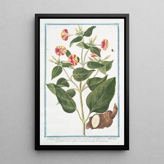 Giorgio Bonelli - Jalapa flore ex purpureo et lutes mixto Gelsomino della notte Belle de nuit a flur panach de jaune et de purpurin.webp