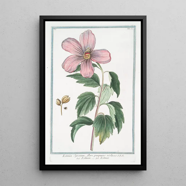 Giorgio Bonelli - Ketmia Syrorum flore purpureo violaceo Ketmia Ketmie Rose of Sharon.webp