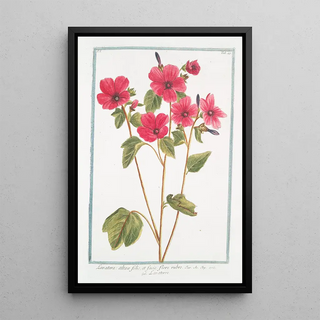 Giorgio Bonelli - Lavatera alt folio et facie flore rubro Lavaterre Tree Mallow.webp