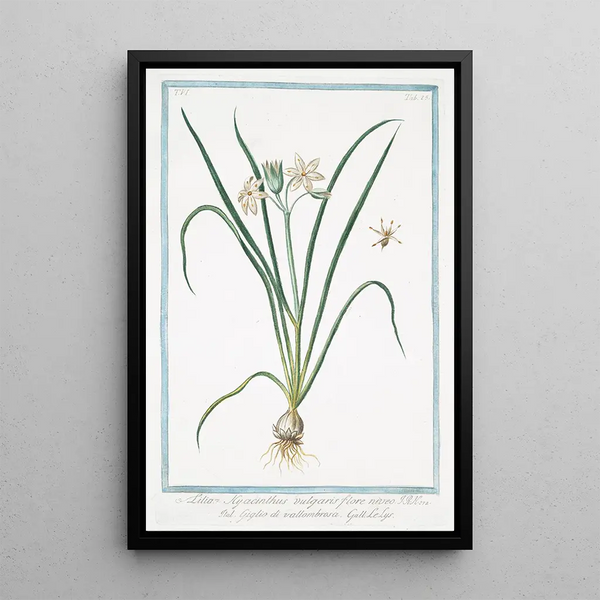 Giorgio Bonelli - Lilia Hyacinthus vulgaris flore niveo Giglio di vallombrosa Le Lys.webp