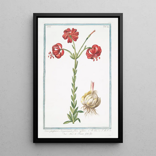 Giorgio Bonelli - Lilium purpureo sanguineum flore reflexo Ricci di Dama Lys.webp