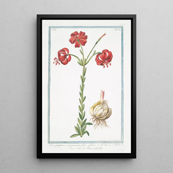 Giorgio Bonelli - Lilium purpureo sanguineum flore reflexo Ricci di Dama Lys.webp