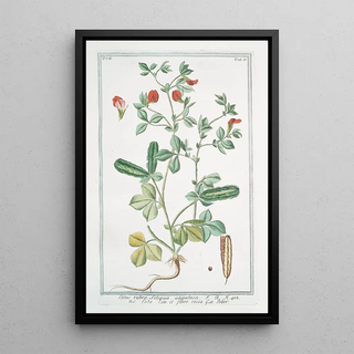 Giorgio Bonelli - Lotus rubra siliqua angulosa Loto con il fiore rosso Lotier Indian red water lily.webp