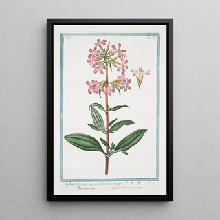 Giorgio Bonelli - Lychnis sylvestris quae Saponaria vulgo Saponara Le Lichnis sauvage.webp