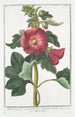 Malva Rosea folio subrotundo flore saturatius rubente Mauve Rose - Giorgio Bonelli — vista dell’opera