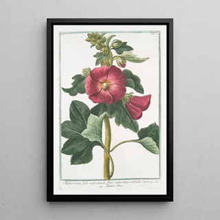 Giorgio Bonelli - Malva Rosea folio subrotundo flore saturatius rubente Mauve Rose.webp
