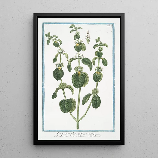 Giorgio Bonelli - Marrubium album vulgare Marrubio bianco e Orassio Marrube White Horehound.webp