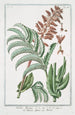 Melianthus Africanus Melianto Africano Mélianthe - Giorgio Bonelli — vista dell’opera
