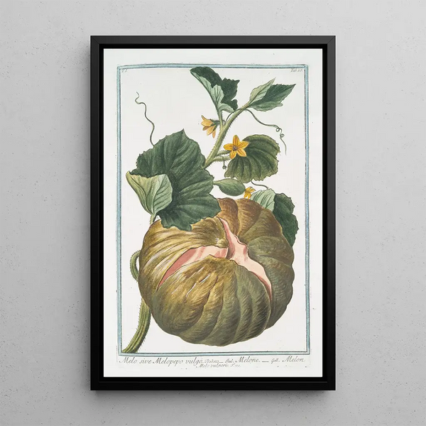 Giorgio Bonelli - Melo sive Melopepo vulgo Melone Melon Melo vulgaris.webp