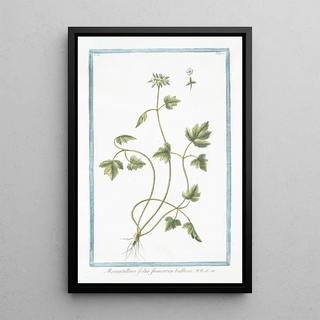 Giorgio Bonelli - Moscattelina foliis fumari bulbos.webp