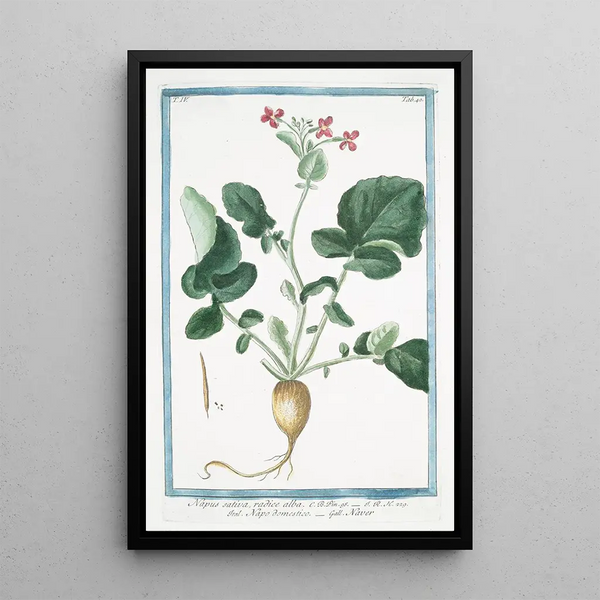 Giorgio Bonelli - Napus sativa radice alba Napo domestico Naver Turnip family.webp
