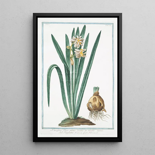 Giorgio Bonelli - Narcissus flore pleno lacteo in medio aureo Tazzetta bianca Narcisse.webp