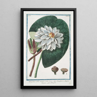 Giorgio Bonelli - Nymphae alba major Nenufari e Ninefaea bianca Nenufar White waterlily.webp