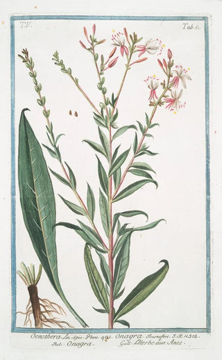 Giorgio Bonelli - Oenothera Onagra LHerbe aux Anes Evening Primerose Sundrops Suncups.webp