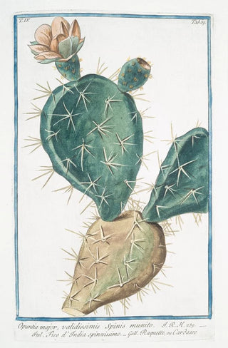 Giorgio Bonelli - Opuntia major validissimis Spinis munito Fico dIndia spinissimo Raquette ou Cardasse Indian Fig Semaphore Prickly pear.webp