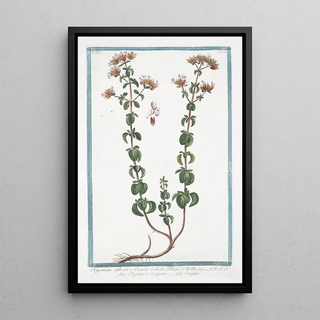 Giorgio Bonelli - Origanum sylvestre Cunila bubula Plinii Regano e Origano Origan Wild Marjoram.webp