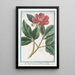 Paeonia mas flores incarnato Pivoine mâle - Giorgio Bonelli — quadro incorniciato alla parete