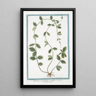 Giorgio Bonelli - Pervinca angustifolia variegata Pervenche Periwinkle.webp