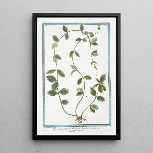 Giorgio Bonelli - Pervinca angustifolia variegata Pervenche Periwinkle.webp