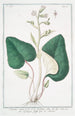Petasites minor Tussilago alba Pétasite blanc - Giorgio Bonelli — Ansicht des Kunstwerks