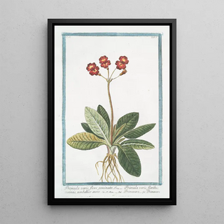 Giorgio Bonelli - Primula veris flore geminato Primula veris floribus coccineis umbellico aureo Primavera Primevere.webp