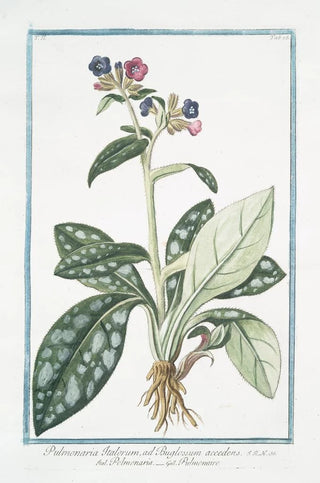 Giorgio Bonelli - Pulmonaria Italorum ad Buglossum accedens Polmonaria Pulmonaire Lungwort.webp