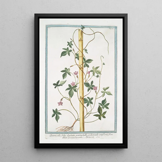 Giorgio Bonelli - Quamoclit foliis digitatis pentaphyllos pedunaculis unifloris flore dilute purpurascente Ipomoea.webp