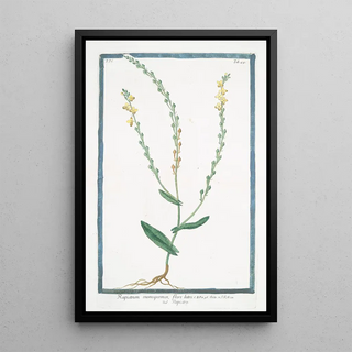 Giorgio Bonelli - Rapistrum monospermon flore luteo Rapistro.webp