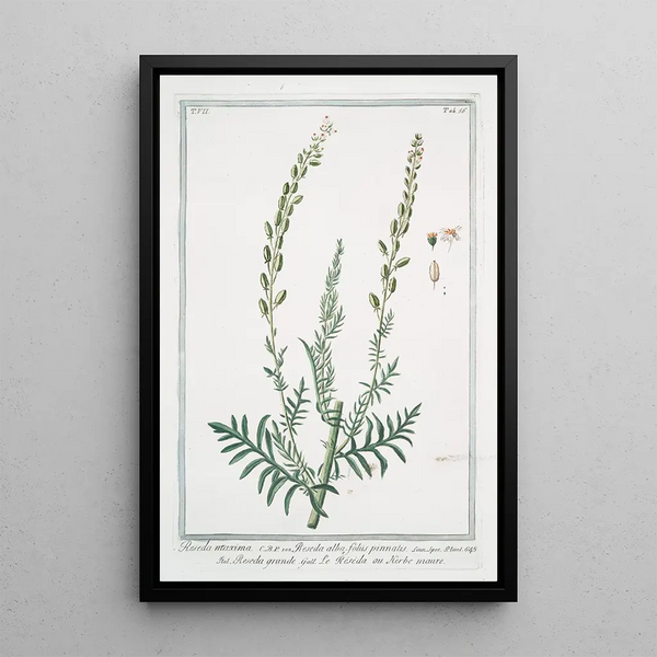 Giorgio Bonelli - Reseda maxima Reseda alba foliis pinnatis Rsda grande Le Reseda ou Herbe maure white upright mignonette wild mignonette Common mignonette Bastard rocket Sweet reseda.webp