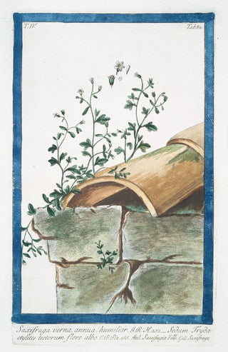 Giorgio Bonelli - Saxifraga verna annua humilio Sedum Trydactylites tectorum flore albo Sassifragia dinuno Saxifrage.webp