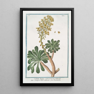 Giorgio Bonelli - Sedum majus arborescens Sempre vivo arboreo Toubarbe Garden stone crop.webp