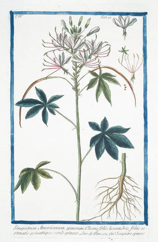 Giorgio Bonelli - Sinapistrum Americanum spinosum Cleome foliis hexandris foliis septernatis quinatisque caule spinoso Senapistro spinosoMustard.webp