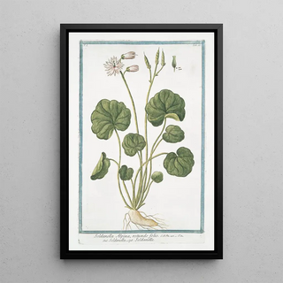 Giorgio Bonelli - Soldanella Alpina rotundo folio Soldanella Soldaneille Alpine Snow Bells.webp