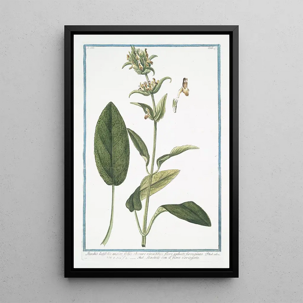 Giorgio Bonelli - Stachis latifolia maiorm foliis obscure virentibus flore galeato ferrugineo Stachide con il fiore variegato Wideleaf hedgenettle.webp