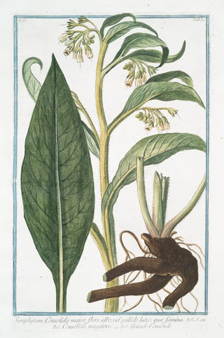 Giorgio Bonelli - Symphytum Consolida major flore albo vel pallide luteo qua foemina Consolida maggiore Grande Consoude Common Comfrey.webp