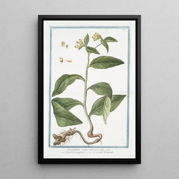 Giorgio Bonelli - Symphytum majus tuberosa radice Consolida maggiore Le Grande Consoude Common Comfrey.webp