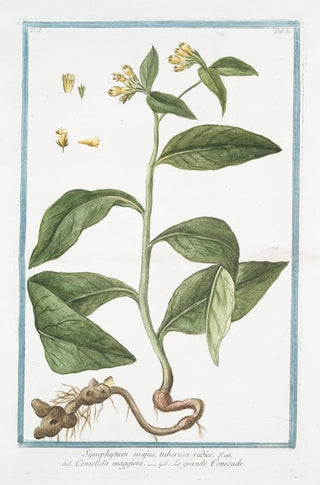 Giorgio Bonelli - Symphytum majus tuberosa radice Consolida maggiore Le Grande Consoude Common Comfrey.webp