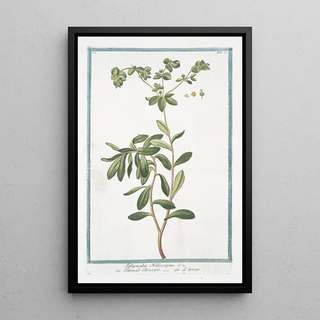 Giorgio Bonelli - Tithymalus Helioscopius Titimalo Elioscopio Lpurge Wart weed.webp