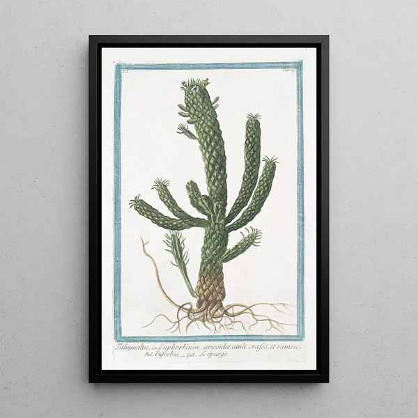 Giorgio Bonelli - Tithymalus seu Euphorbium aizoodes caule crasso et ramoso Euforbio Lpurge.webp