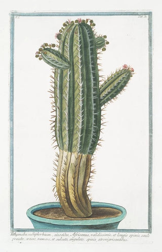 Giorgio Bonelli - Tithymalus seu Euphorbium aizoooides Africanus validissimis et longis spinis caule prato crasso ramoso et sulcato angulato spinis atronigricantibus.webp