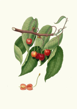 Giorgio Gallesio - Ciliegia duracina rossa Cerasus cordiformis duracina Cherry.webp