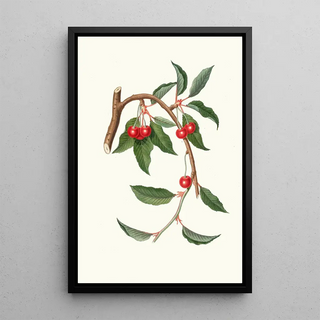 Giorgio Gallesio - Ciligia viscilina Ciliegio visciolino Cherry.webp