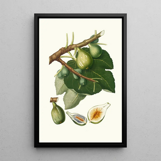 Giorgio Gallesio - Fico Dottato Fig Ficus Carica sativa.webp