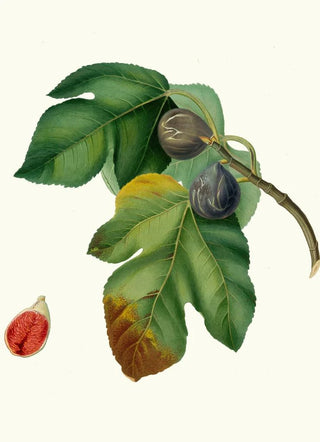 Giorgio Gallesio - Fico melograno o S Germano Ficus carica sativa Fig.webp