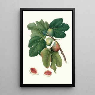 Giorgio Gallesio - Fico rubado Ficus carica sativa Common fig.webp